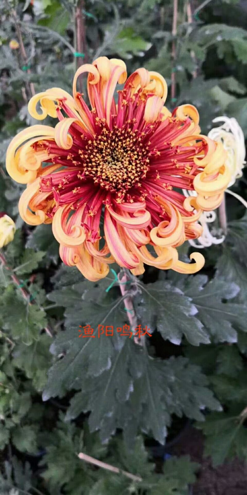 菊花