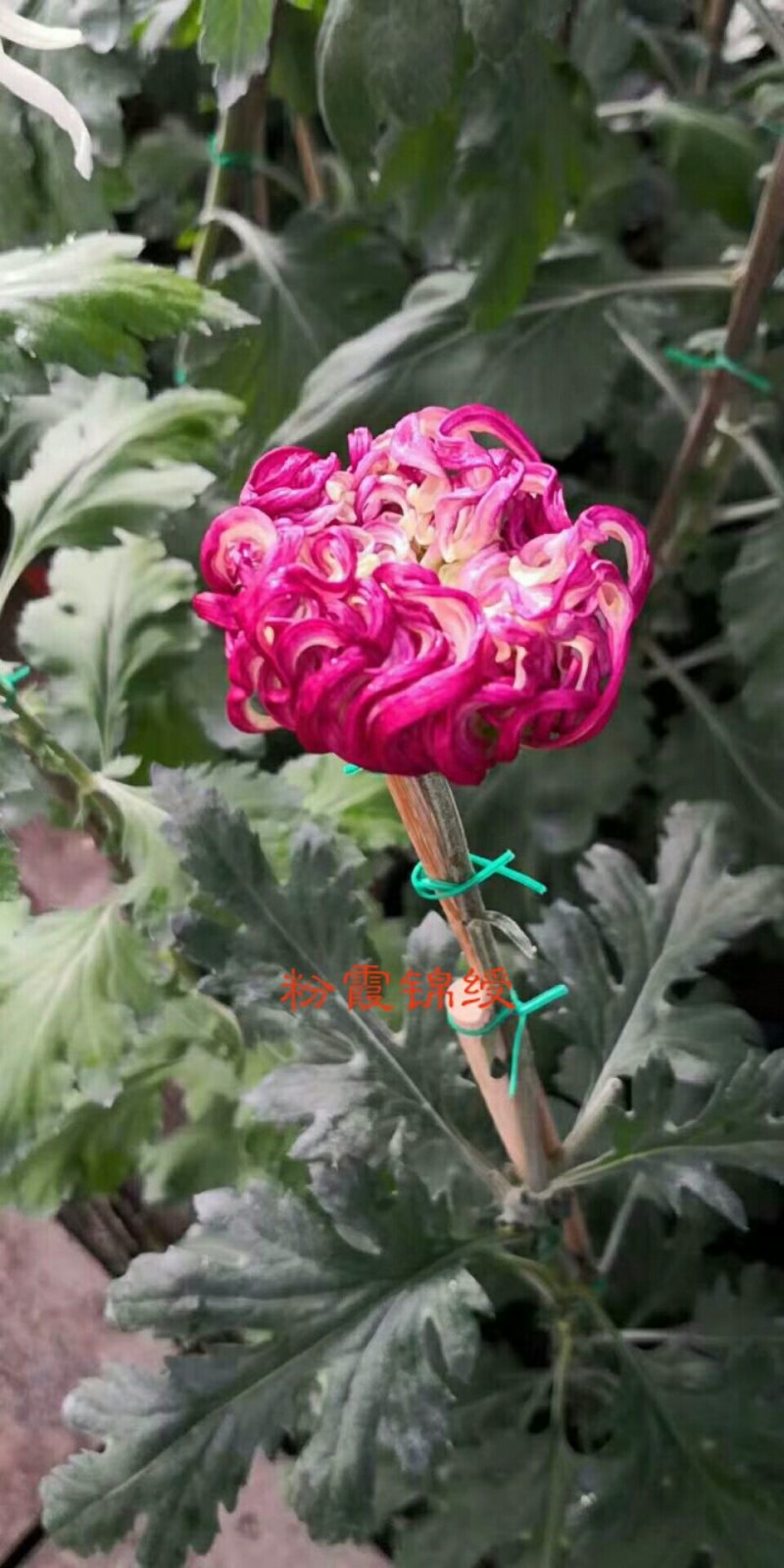菊花