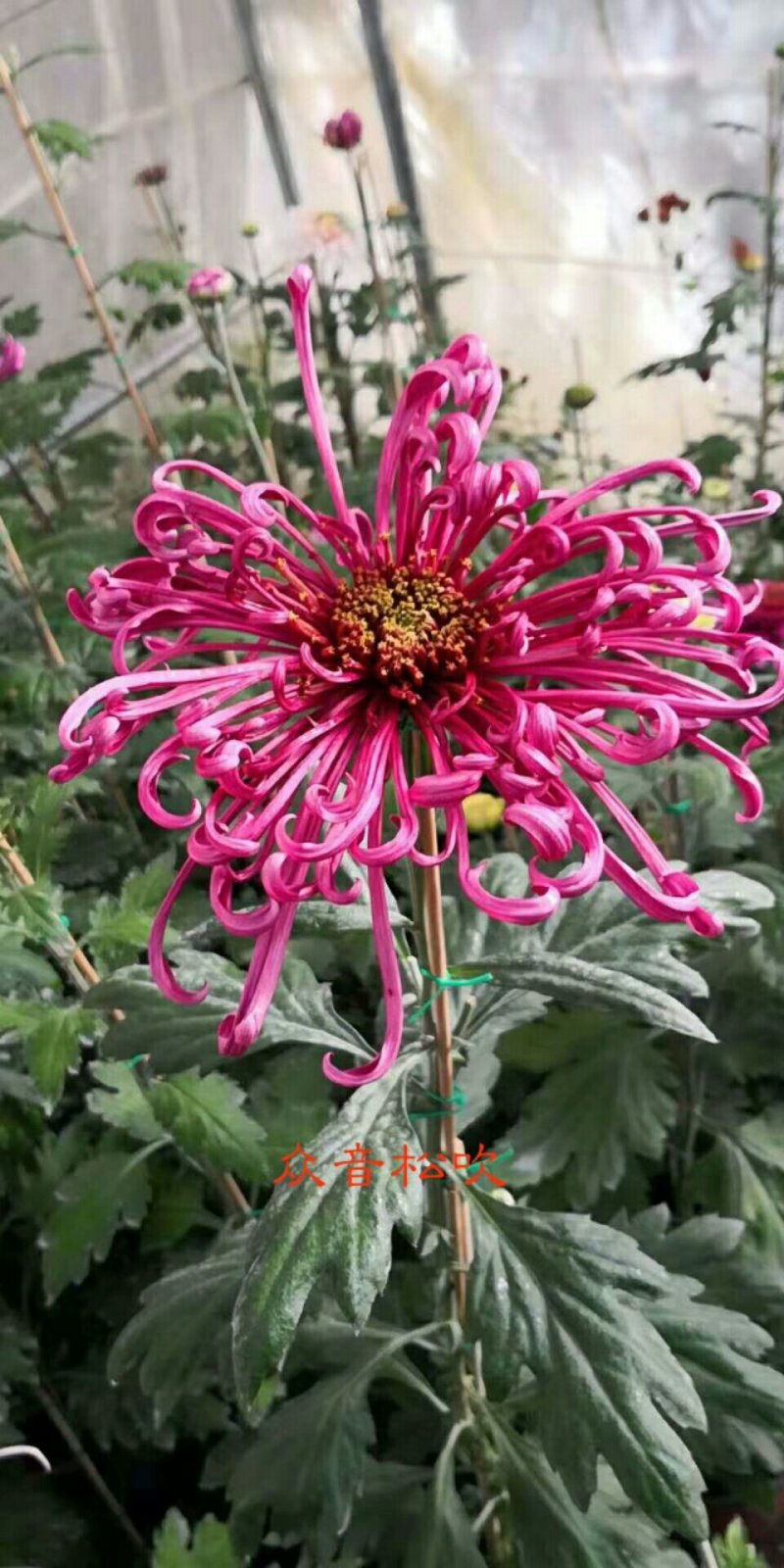 菊花