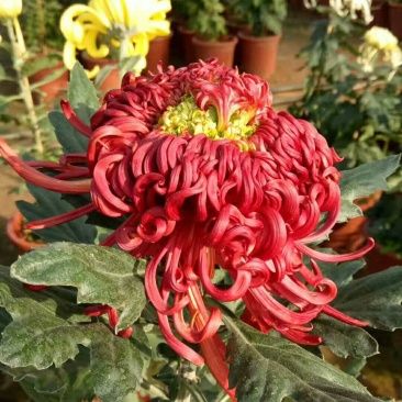 菊花