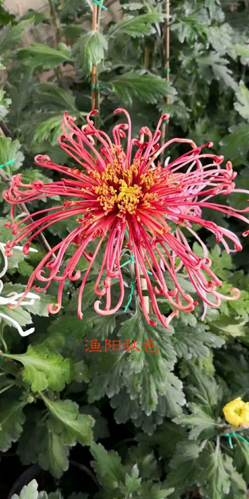 菊花
