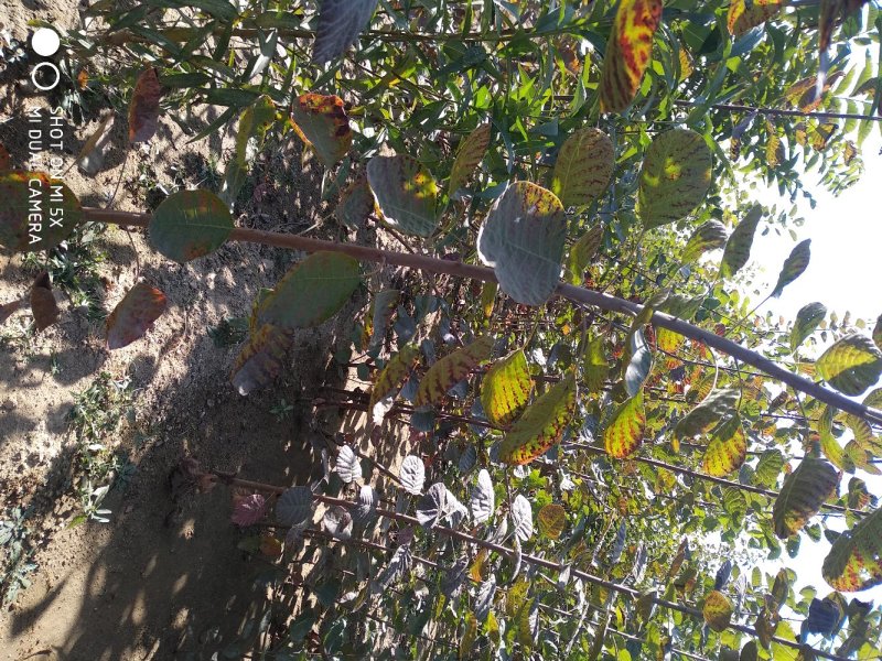 黄栌一米以上黄栌树苗三公分黄栌四公分黄栌批发