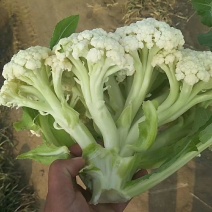 精品有机花菜（青梗），2～4斤正宗小米花