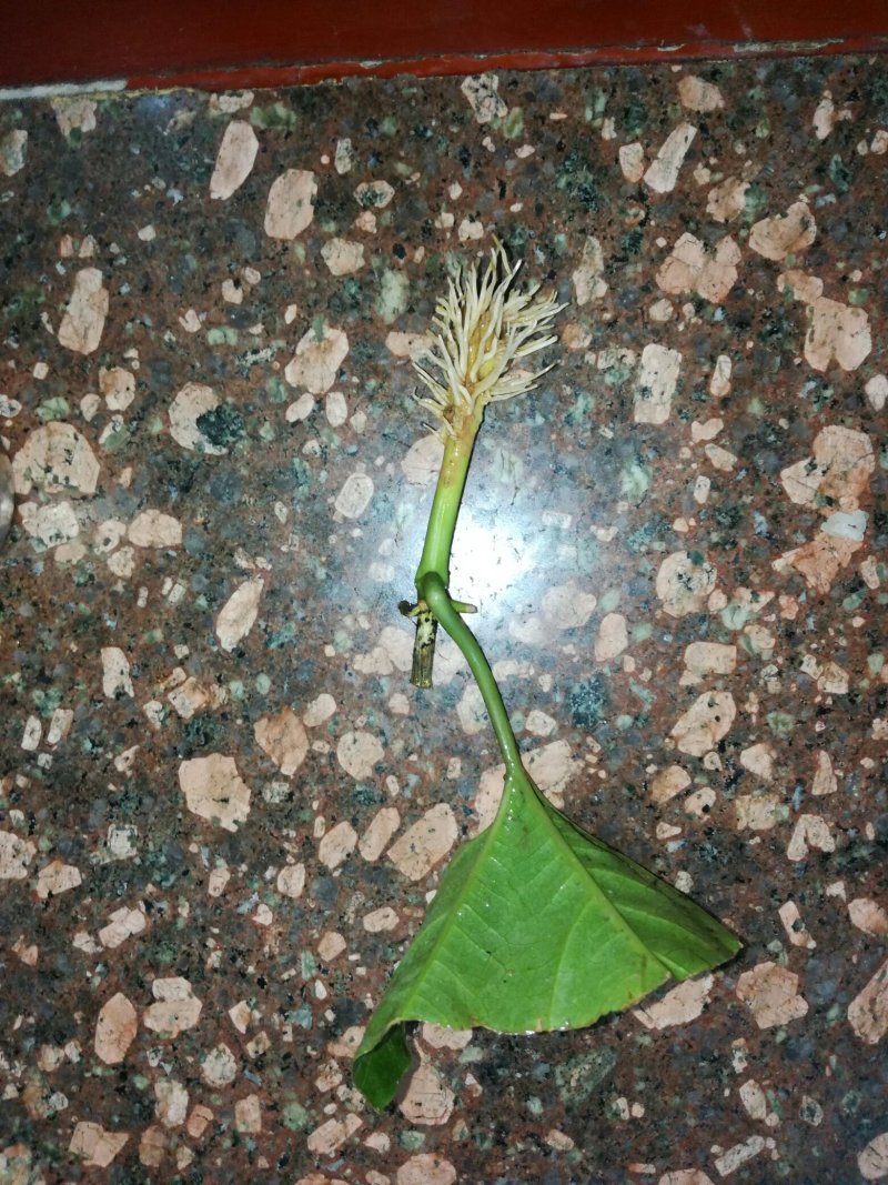 芭乐香黄金百香果苗
