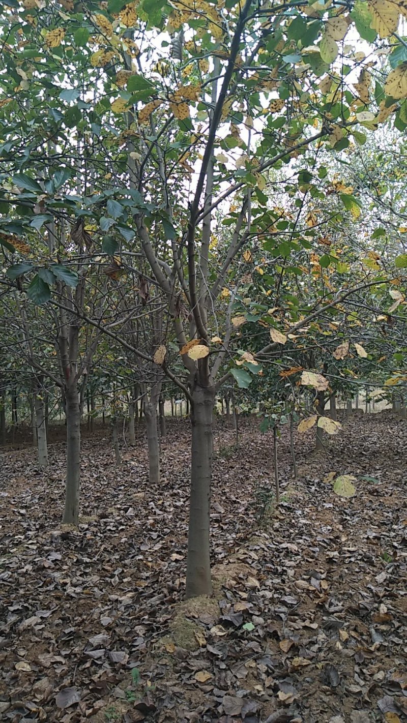 红玉兰3-15公分，自家苗圃，货源充足，长年出售中