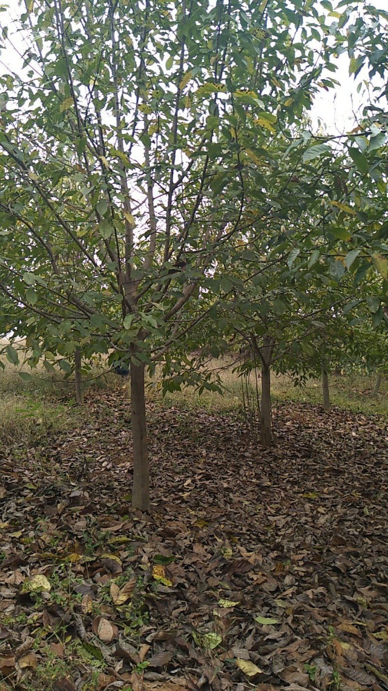 红玉兰3-15公分，自家苗圃，货源充足，长年出售中