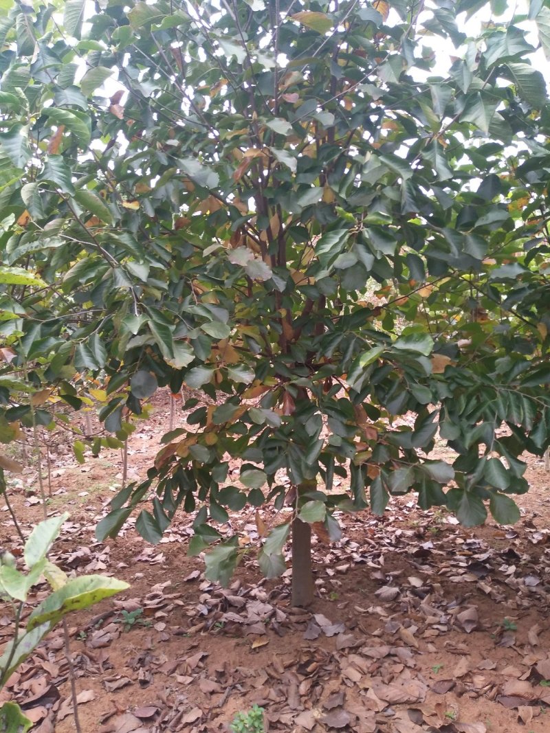 红玉兰3-15公分，自家苗圃，货源充足，长年出售中