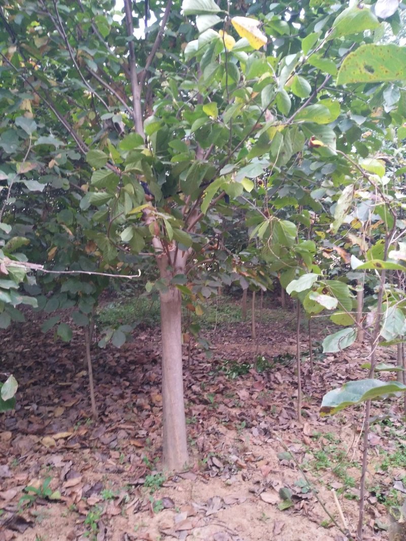红玉兰3-15公分，自家苗圃，货源充足，长年出售中