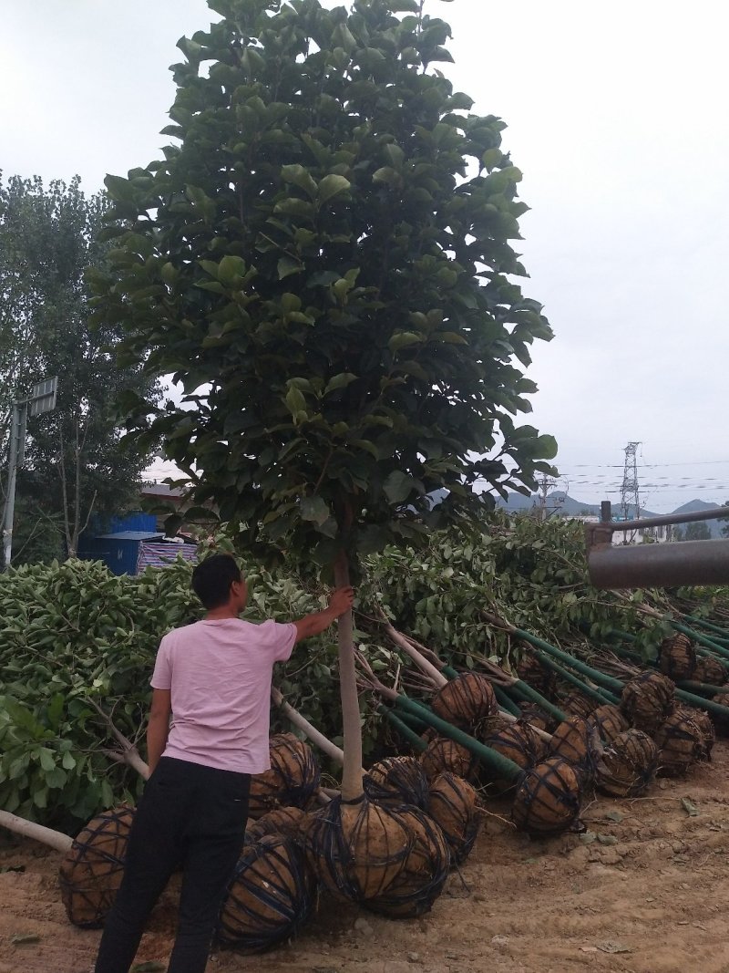 红玉兰3-15公分，自家苗圃，货源充足，长年出售中