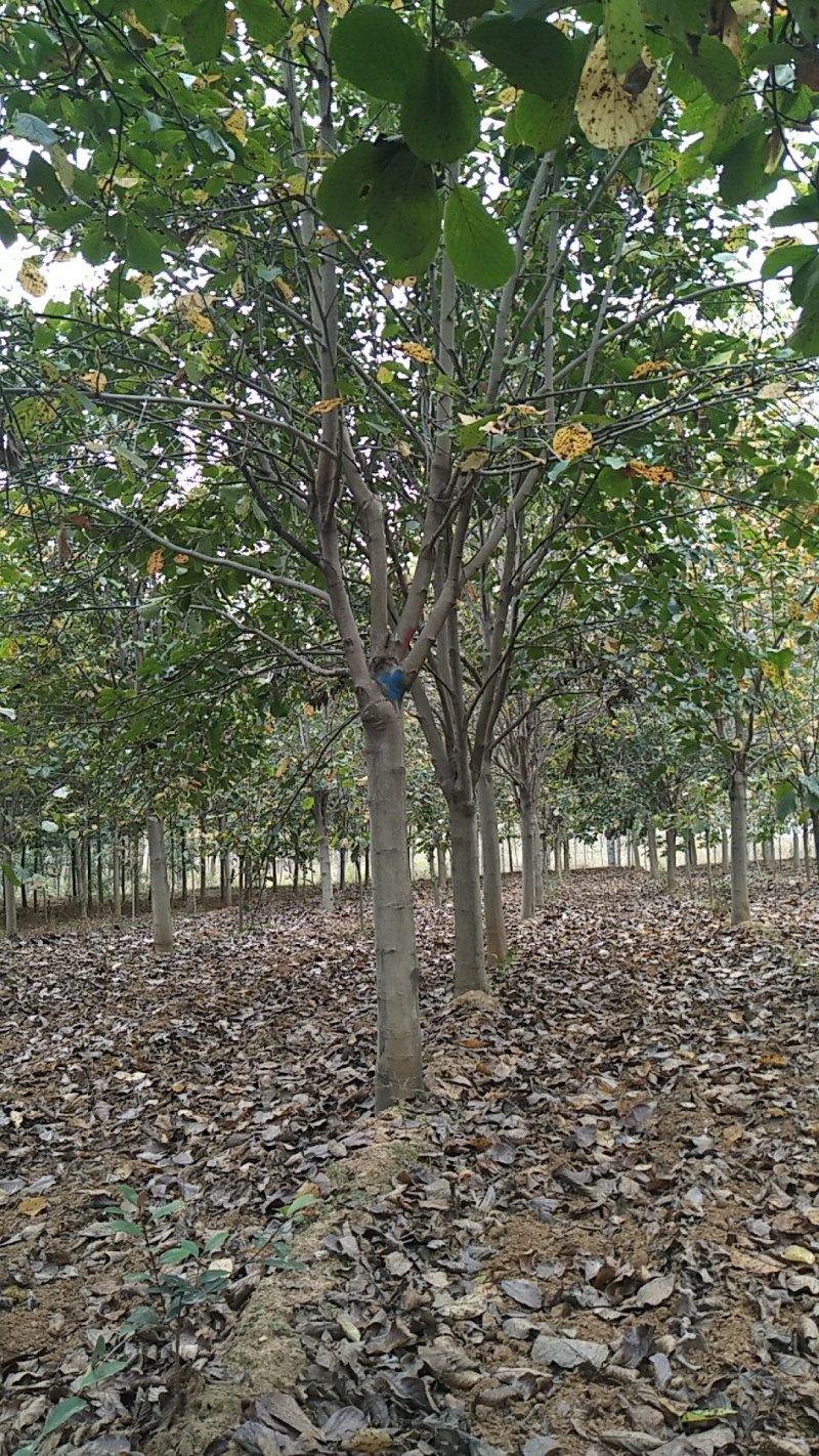 红玉兰3-15公分，自家苗圃，货源充足，长年出售中