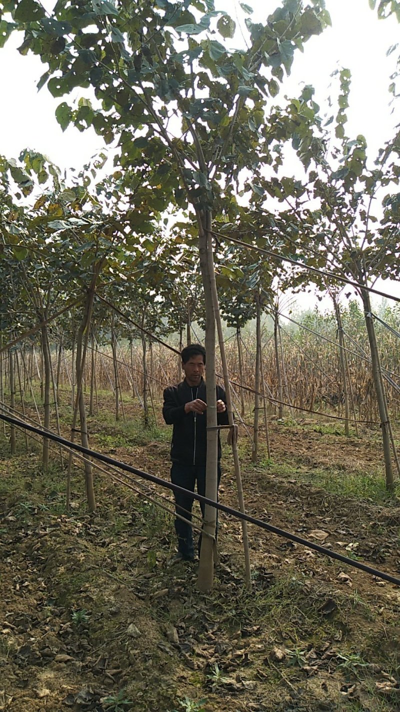 巨紫荆2-8公分，分支2.5米左右