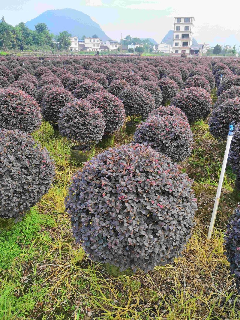 产地直供清地苗红花继木红继木50-120cm实球给价就卖