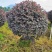 产地直供清地苗红花继木红继木50-120cm实球给价就卖