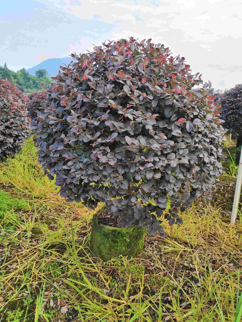 产地直供清地苗红花继木红继木50-120cm实球给价就卖