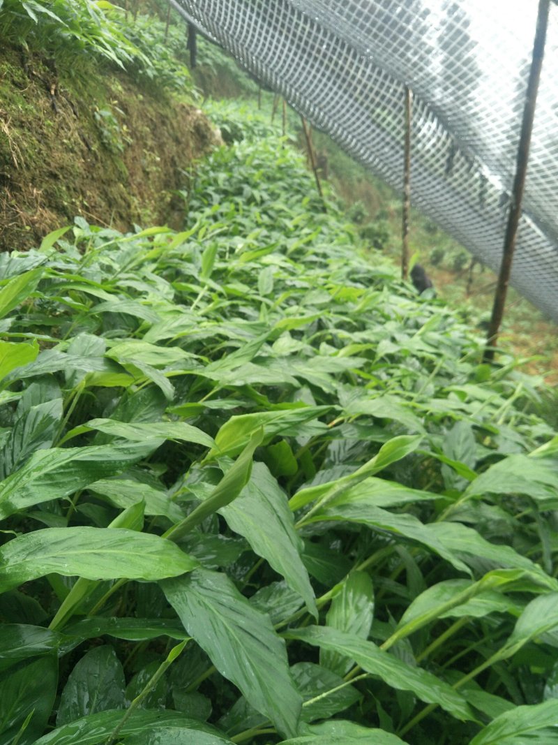 大红草果苗来自草果之乡，精选圆果种子苗