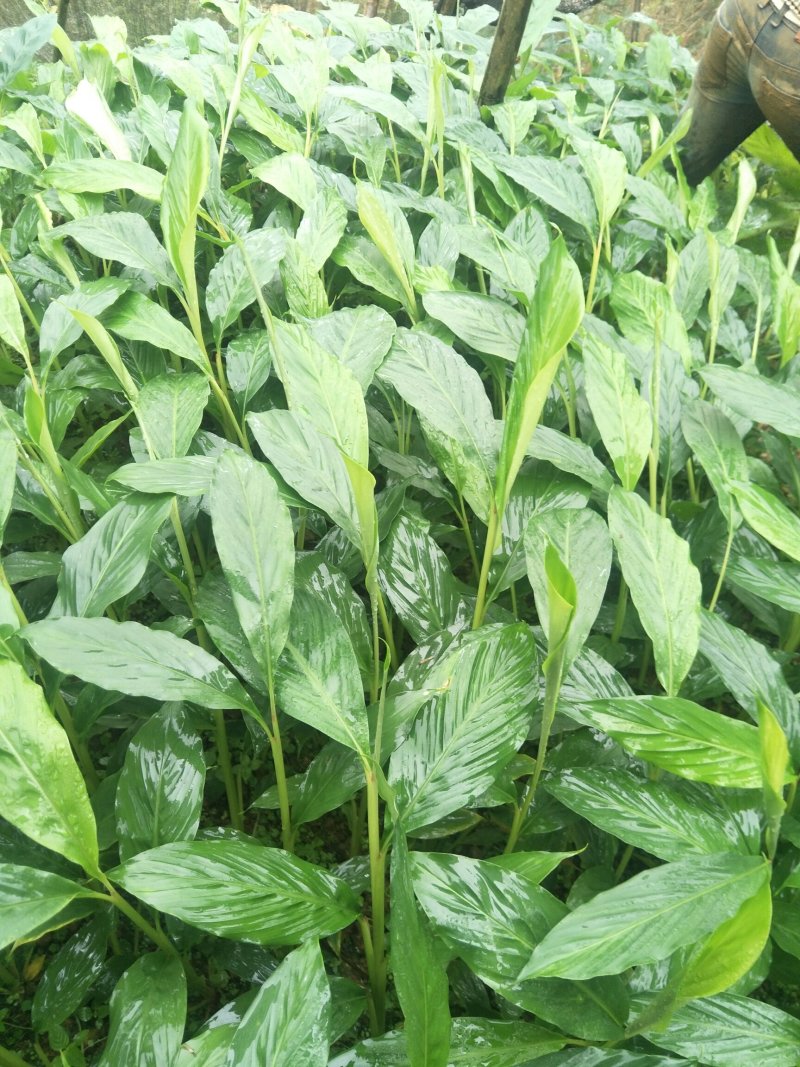 大红草果苗来自草果之乡，精选圆果种子苗