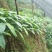 大红草果苗来自草果之乡，精选圆果种子苗