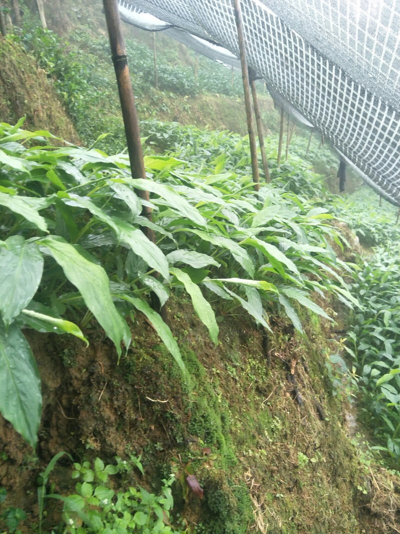 大红草果苗来自草果之乡，精选圆果种子苗