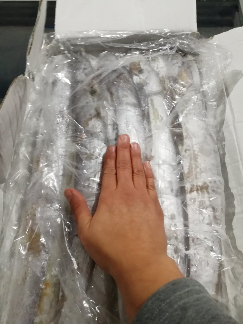 刀鱼