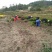 大芬四号柑橘苗正品特早熟柑橘嫁接苗苗圃直销品种保证