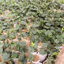 山东潍坊临朐佛手瓜苗提供种植技术指导，保质保量量大从优