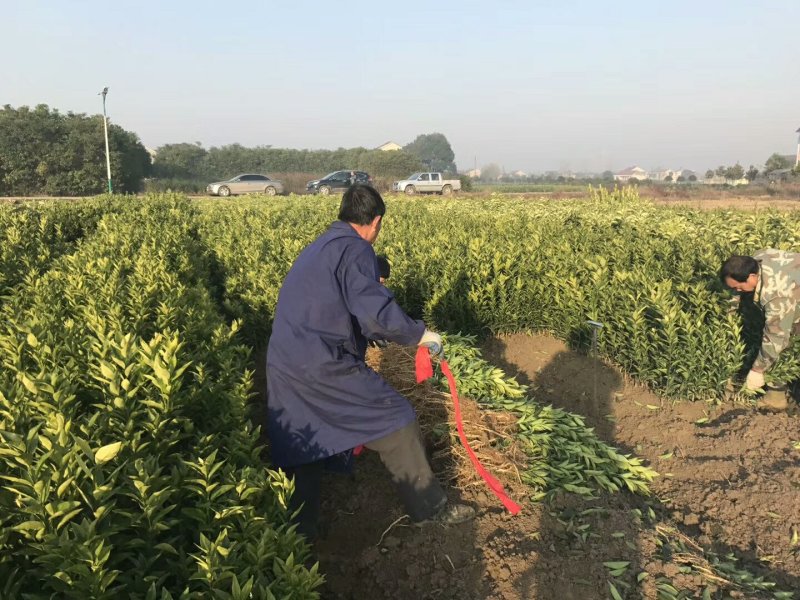 纽荷尔脐橙苗品种保证根系发达成活率高