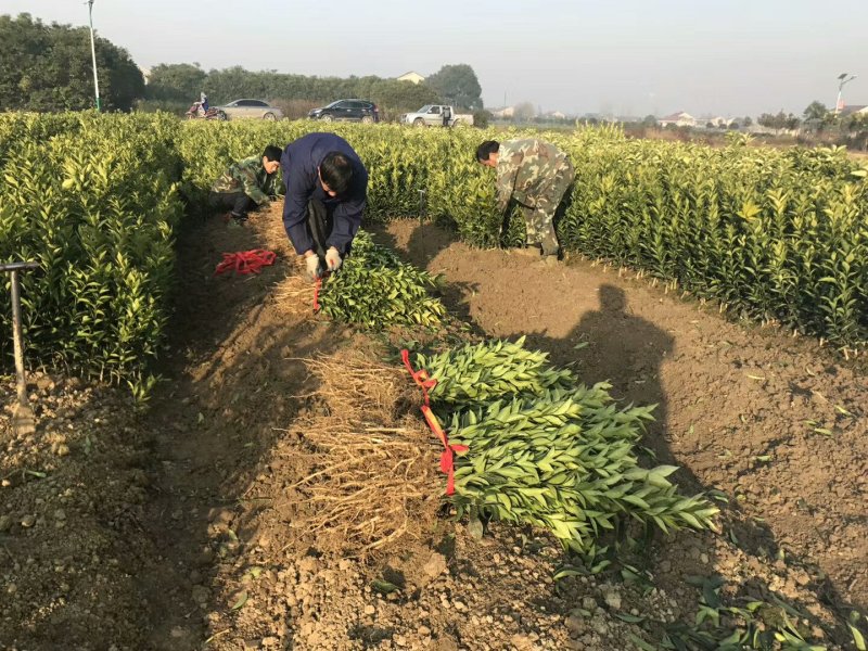 纽荷尔脐橙苗品种保证根系发达成活率高