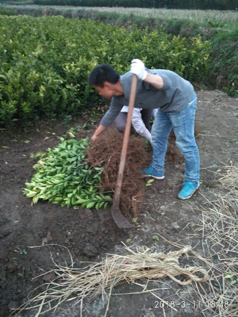 纽荷尔脐橙苗品种保证根系发达成活率高
