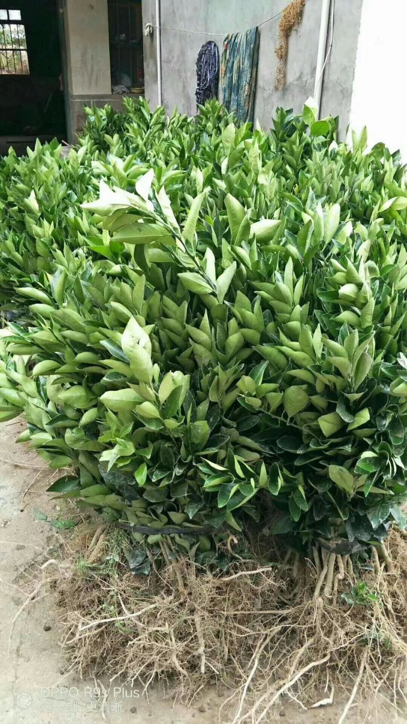 纽荷尔脐橙苗品种保证根系发达成活率高