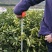 伦晚脐橙苗湖北秭归脐橙苗四月成熟早熟橙子苗品种保证