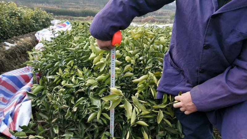 伦晚脐橙苗湖北秭归脐橙苗四月成熟早熟橙子苗品种保证