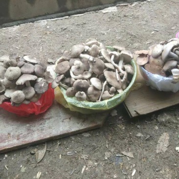 茅草菌小灰蘑菇小白菌