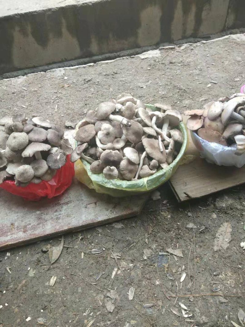 茅草菌小灰蘑菇小白菌