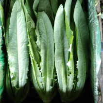 苦菊生菜油麦菜