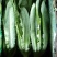 苦菊生菜油麦菜