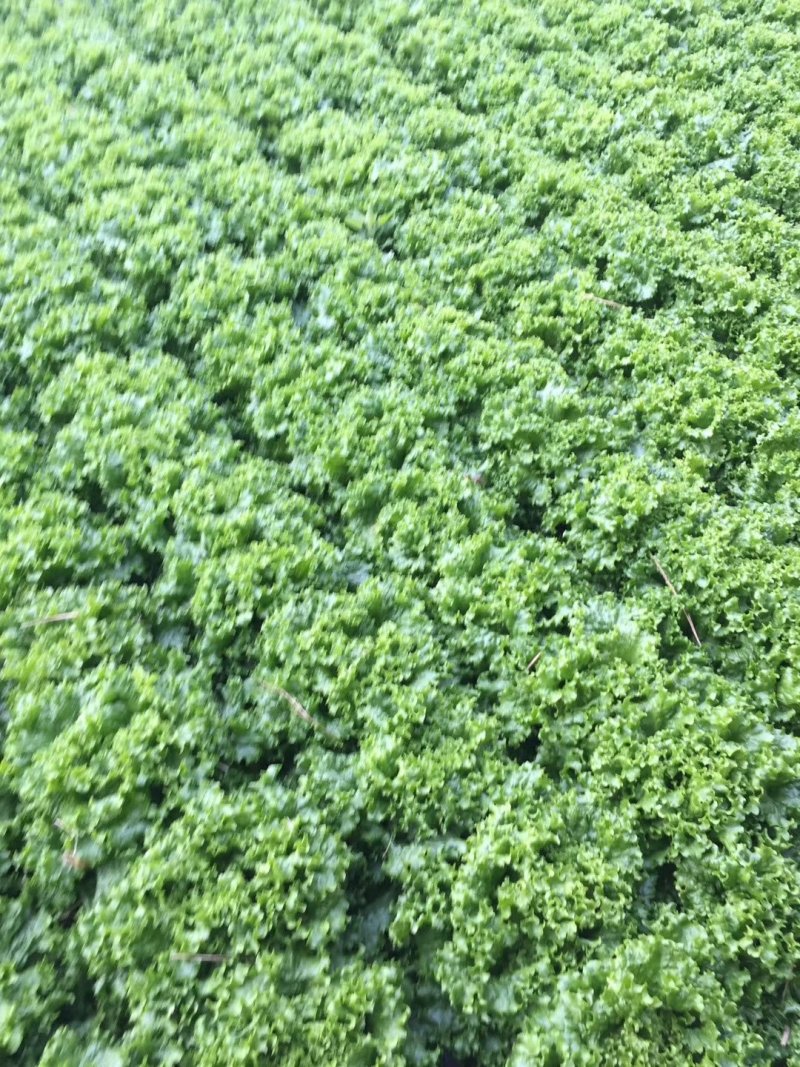 苦菊生菜油麦菜