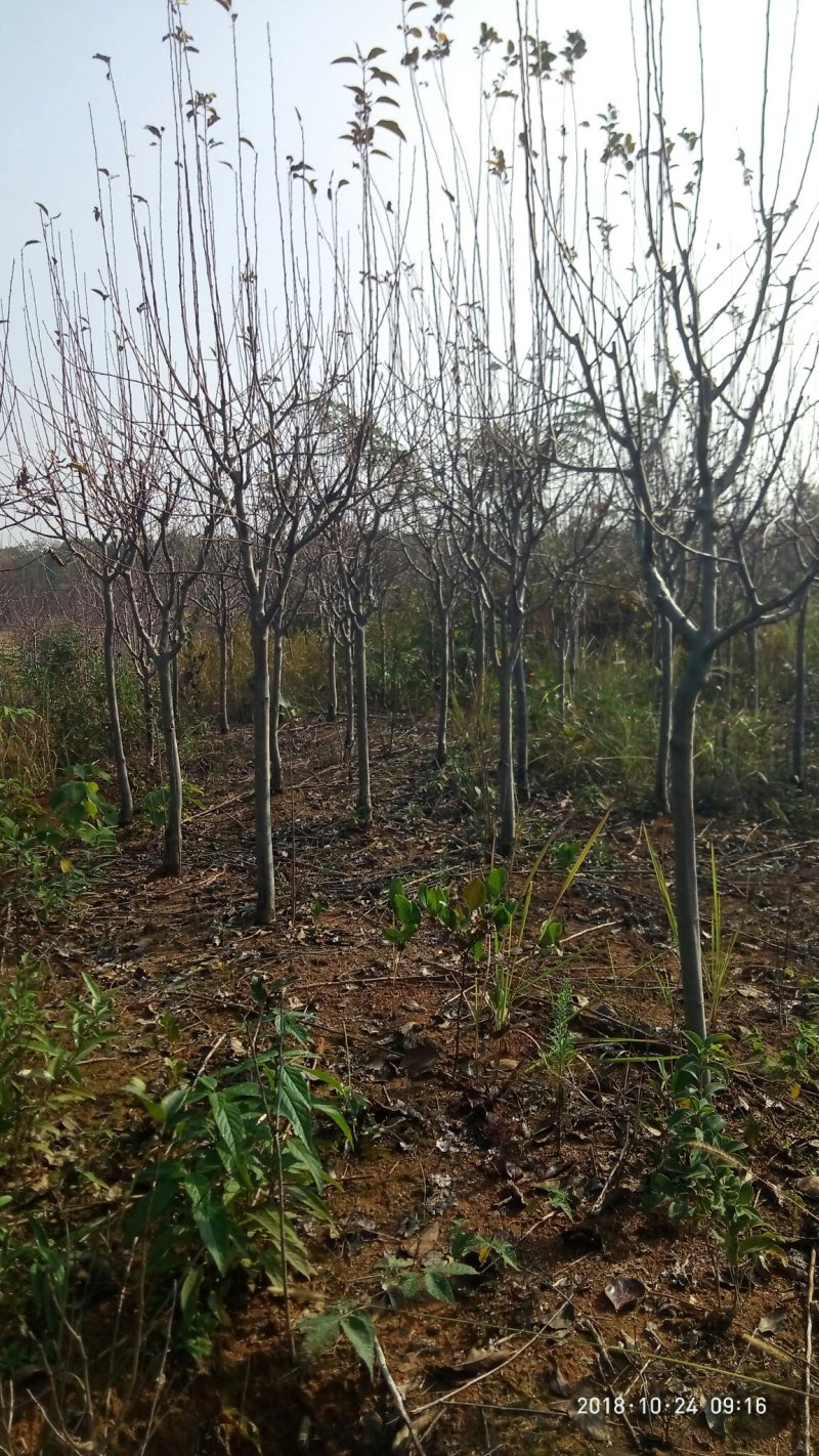 大量供应绚丽海棠3-6公分