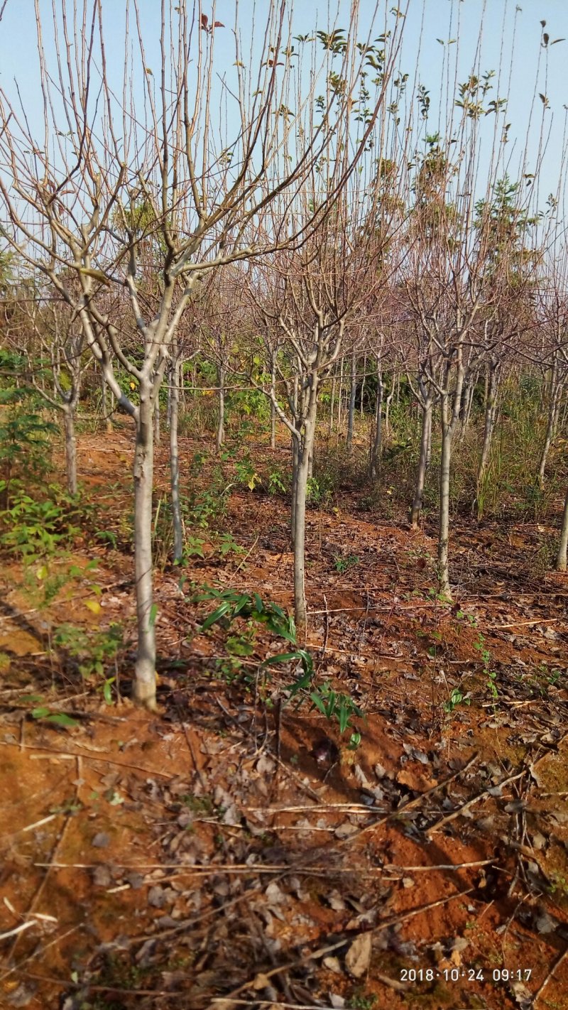 大量供应绚丽海棠3-6公分