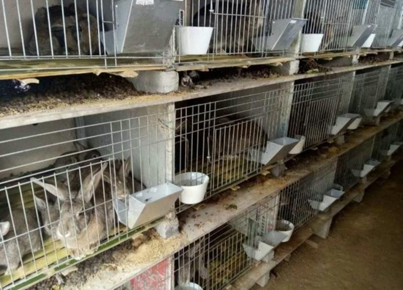 伊拉种兔比利时野兔比利时杂交野兔价格改良肉兔包技术包