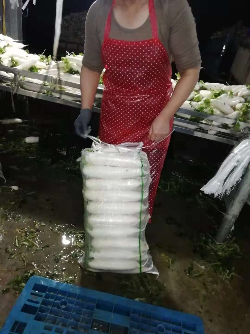 湖北白萝卜肉质细密味甜多汁产地直销可视频看货