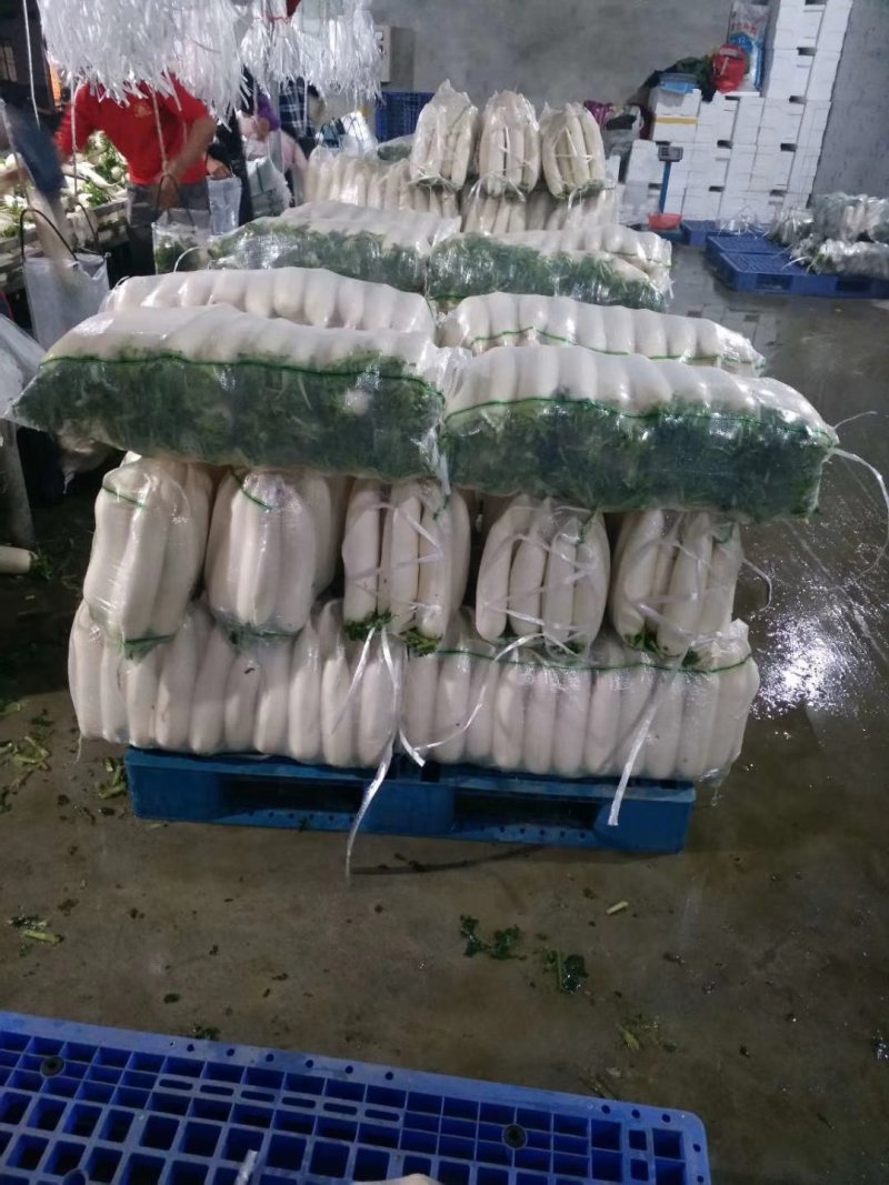 湖北白萝卜肉质细密味甜多汁产地直销可视频看货