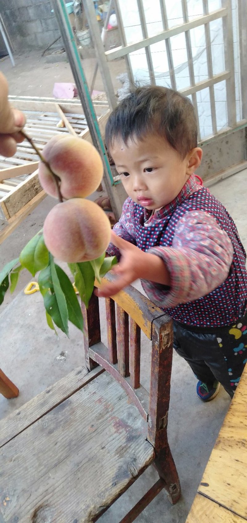 沂蒙山大冬桃香甜可口嘎嘣脆，有需要的联系我