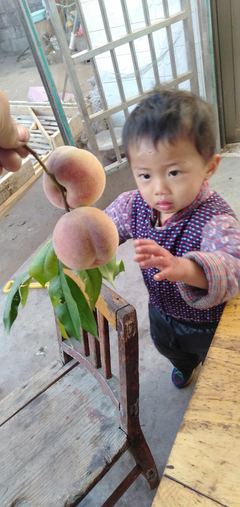 沂蒙山大冬桃香甜可口嘎嘣脆，有需要的联系我