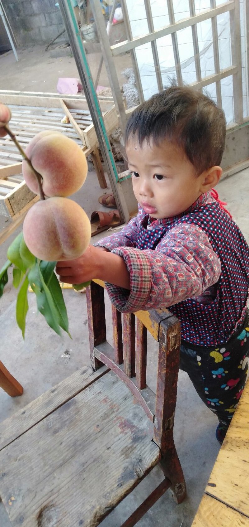 沂蒙山大冬桃香甜可口嘎嘣脆，有需要的联系我