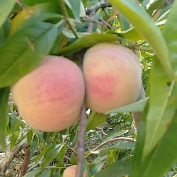 沂蒙山大冬桃香甜可口嘎嘣脆，有需要的联系我