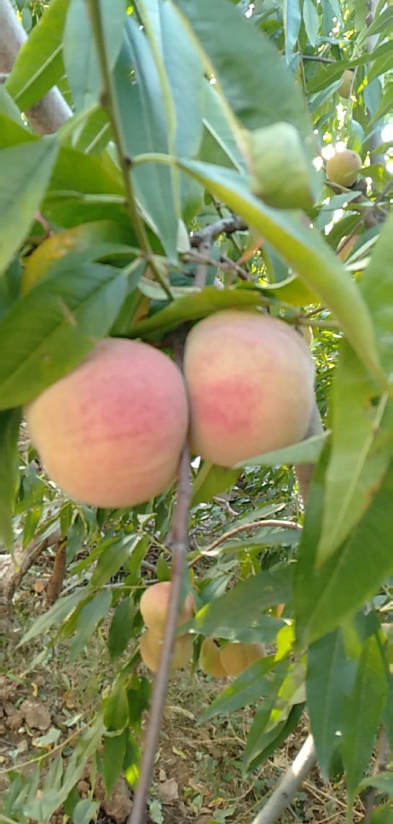 沂蒙山大冬桃香甜可口嘎嘣脆，有需要的联系我
