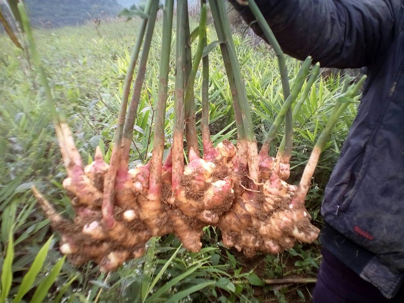 二黄姜精品二姜窖姜黄姜，有独特的辛辣芳香，