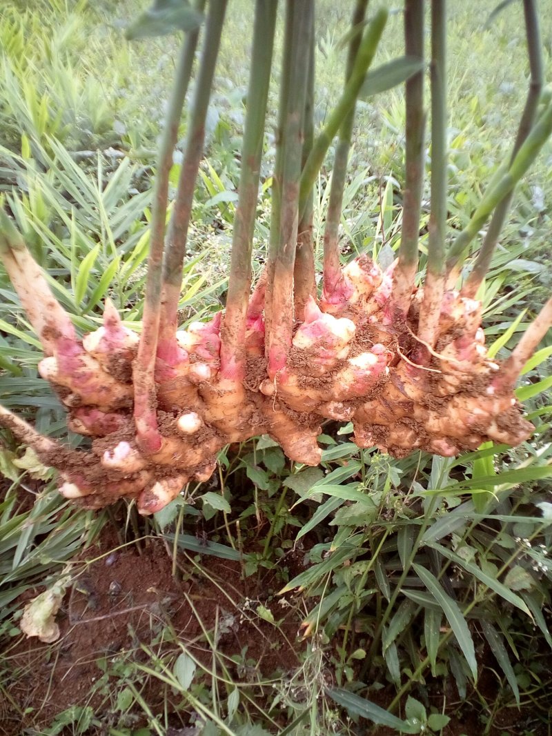二黄姜精品二姜窖姜黄姜，有独特的辛辣芳香，