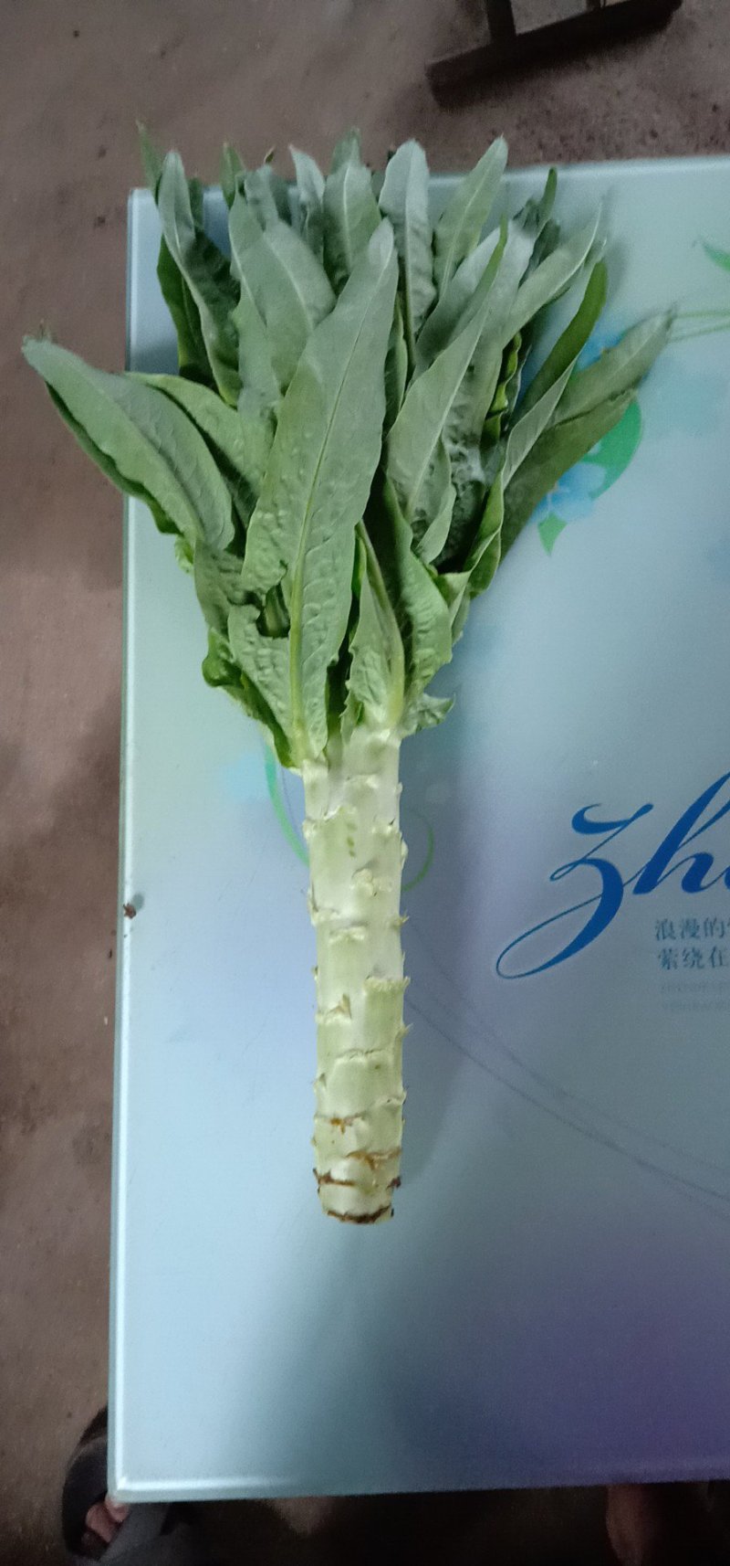 莴苣大量现货