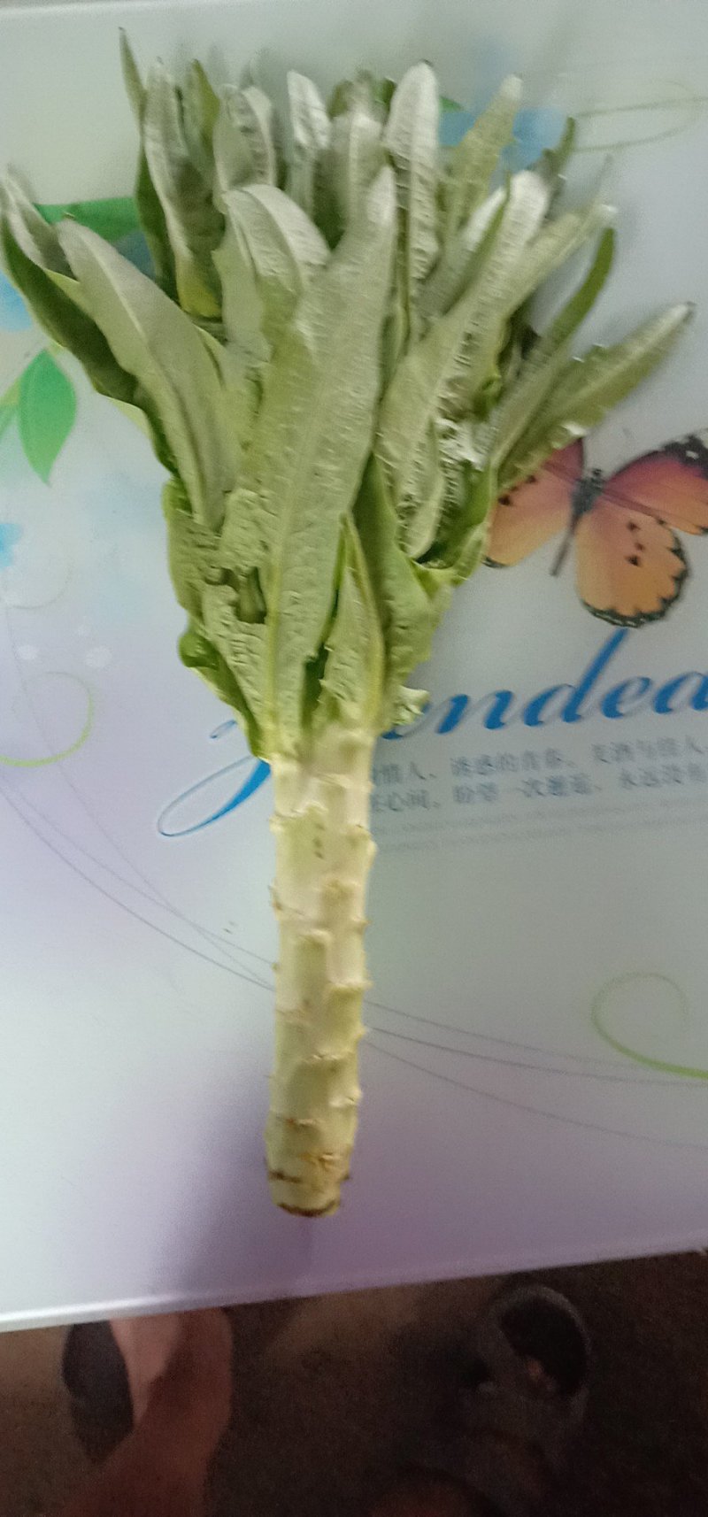 莴苣大量现货